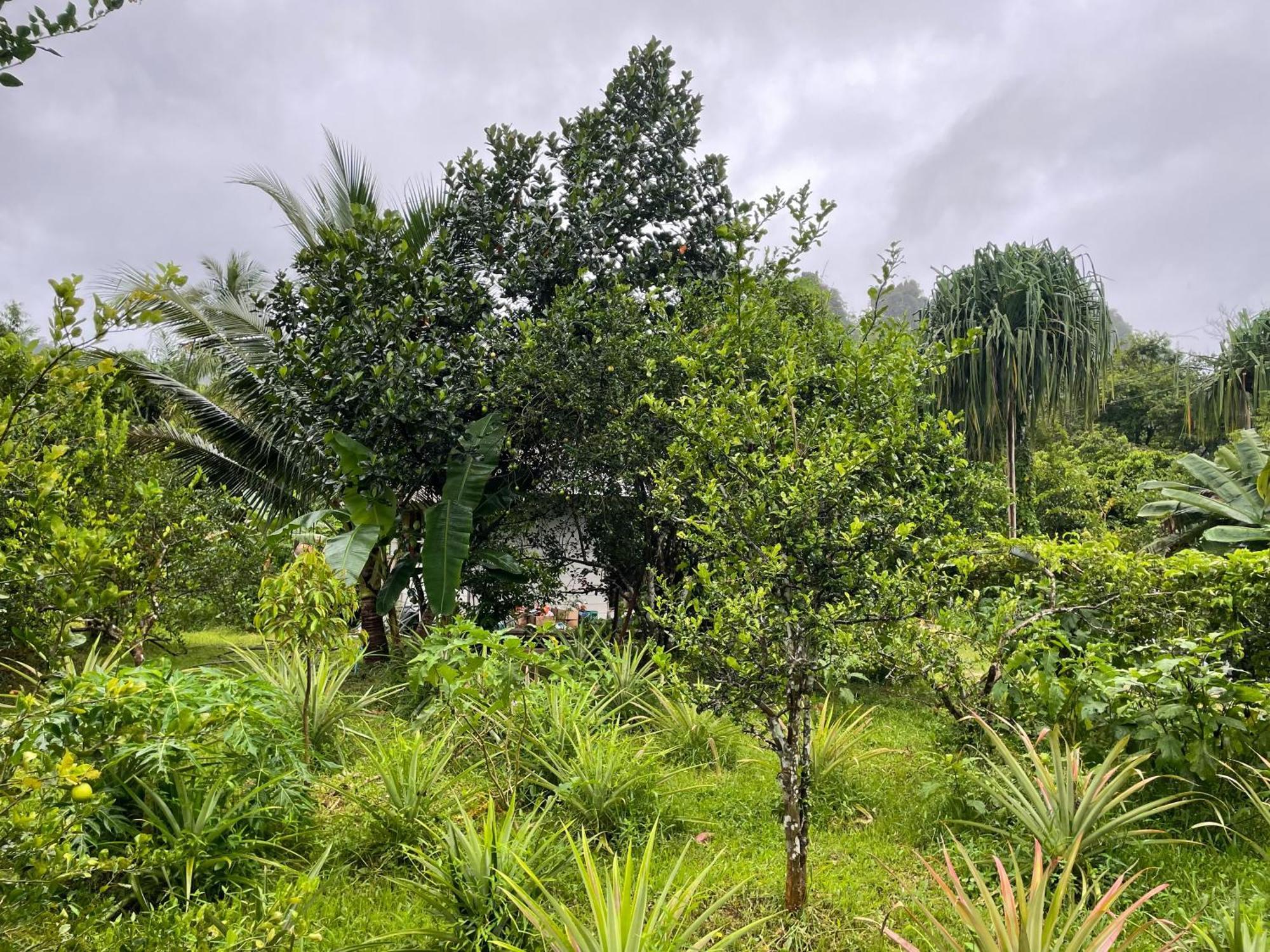 Khaosok Farmstay Khao Sok National Park 외부 사진